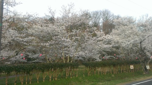 相原公園の桜