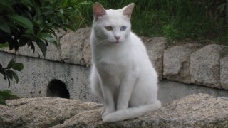 白いネコを発見！！左右の目の色が違う不思議：オッドアイ