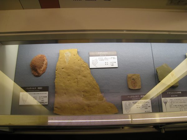 化石展示