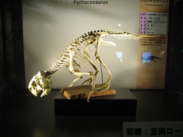 恐竜の模型