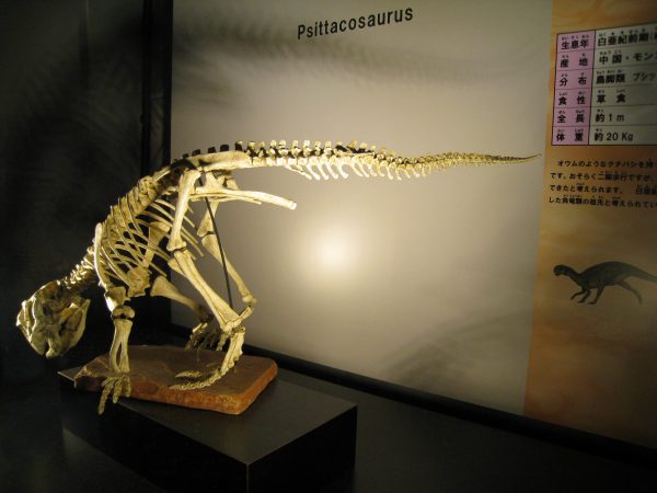 恐竜の模型
