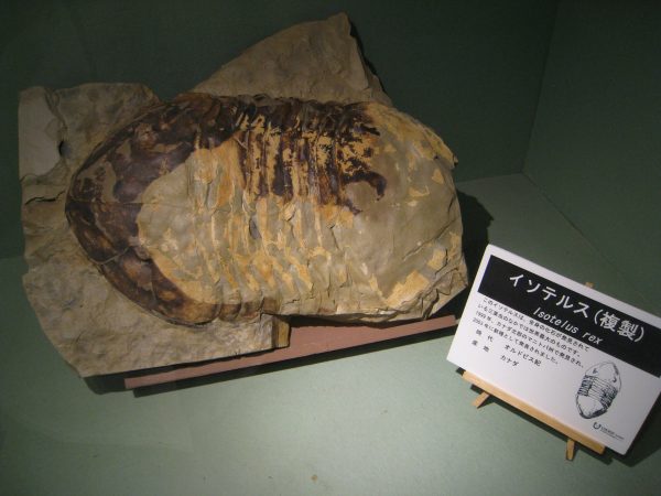 化石模型