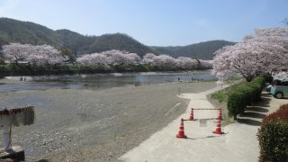 今年も春の季節を感じれる桜をみてきました。桜の名所の井原堤は桜満開！！良かったです【井原市】