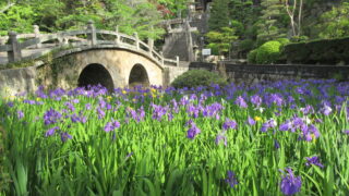 カキツバタ５月見頃！！菅原神社が紫の花で咲き乱れていたよー。まるで庭園のような造り眼鏡橋【笠岡市】