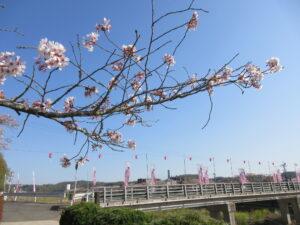井原市の桜の名所５選