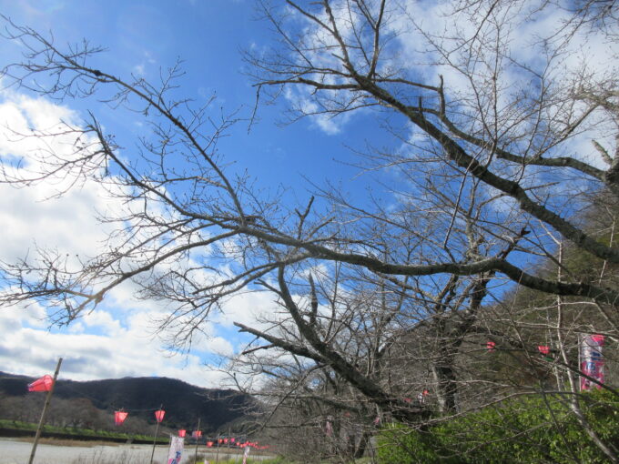 井原堤の桜まつり